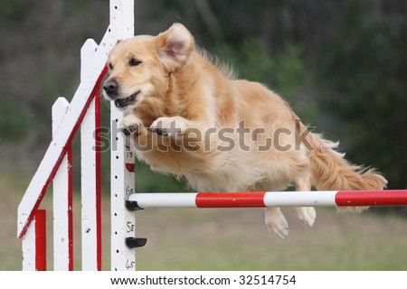 stock-photo-golden-retriever-leaps-over-a-jump-dog-agility-at-it-s-best-32514754.jpg