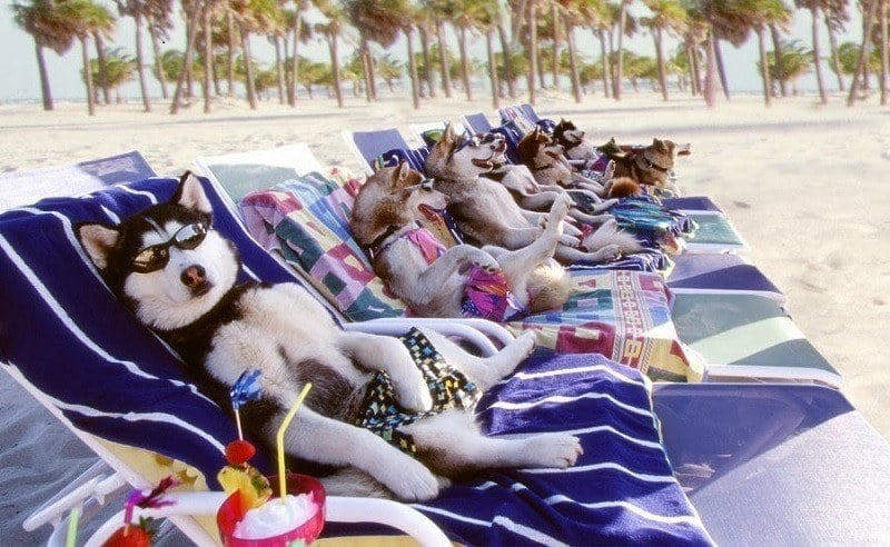 animals-on-the-beach-husky-dog.jpg