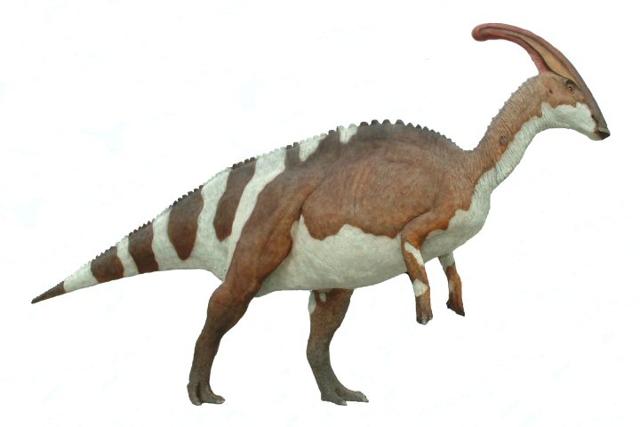 Parasaurolophus018.jpg