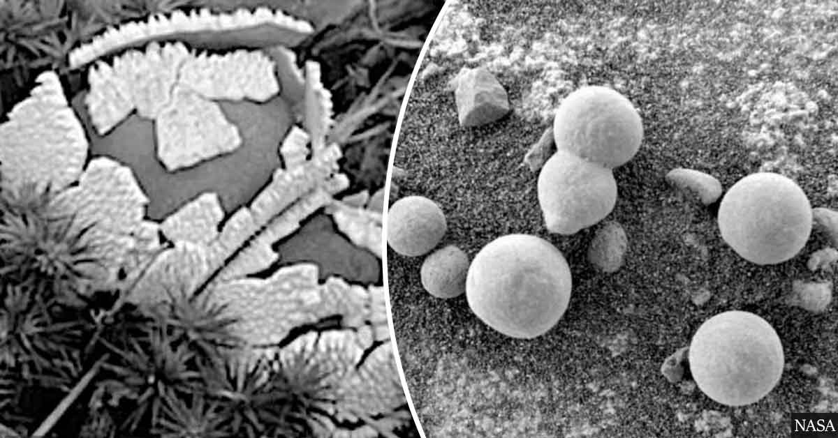 scientists-claim-they-have-found-evidence-of-mushrooms-growing-on-mars.jpg