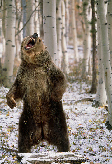 angry-bear-standing-34.jpg