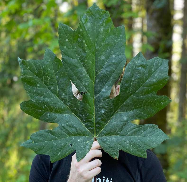 Huge-Bigleaf-Maple-Leaf~2.jpg