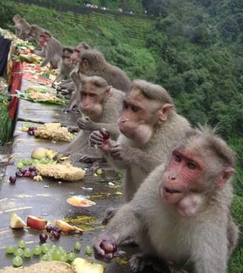 Waynad monkeys.png