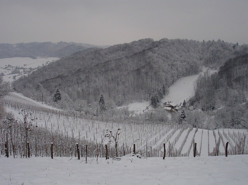 zagorje-zimi-vinograd-1.jpg