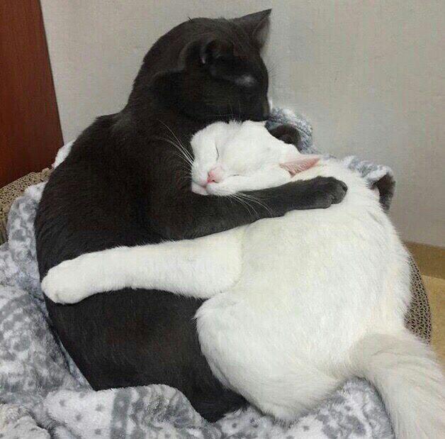 Two_hugging_cats.jpg