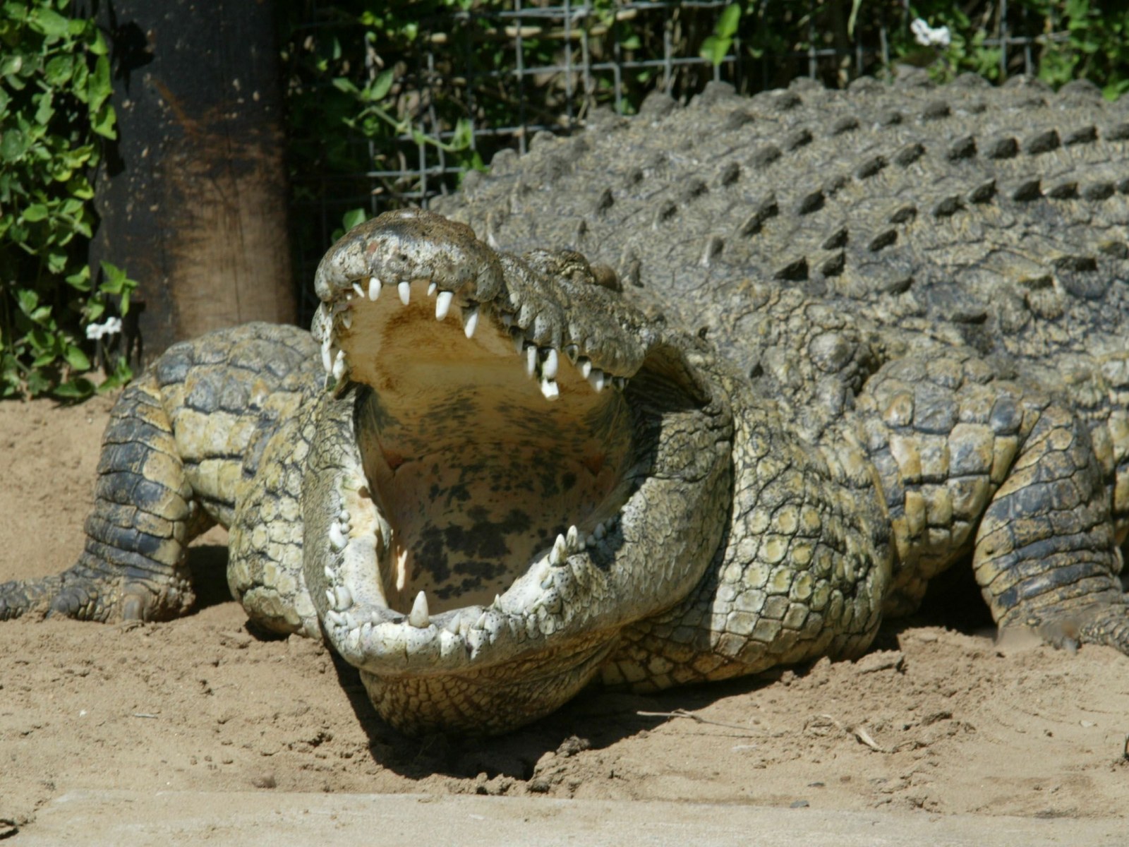 05-25-nile-crocodile-florida.jpg