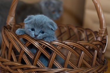 kitten-1845789_1920.jpg