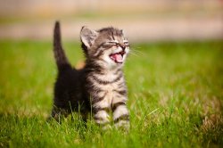 kitten smile.jpg