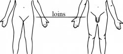 Human-body-loins-en.jpg