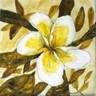 frangipani