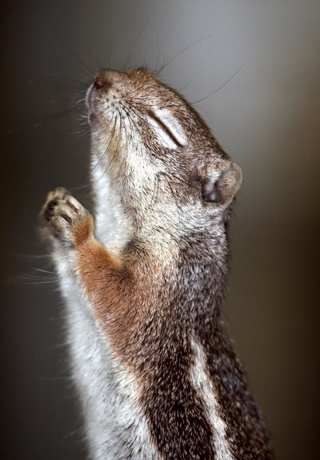 praying-squirrel-10596025.jpg