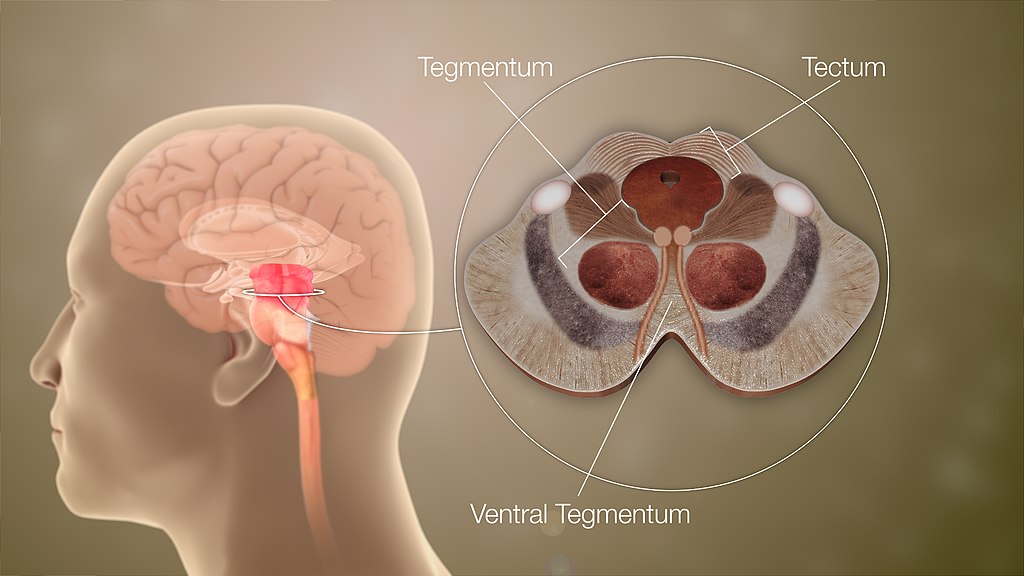 1024px-3D_Medical_Animation_Mid-Brain_Different_Parts.jpg