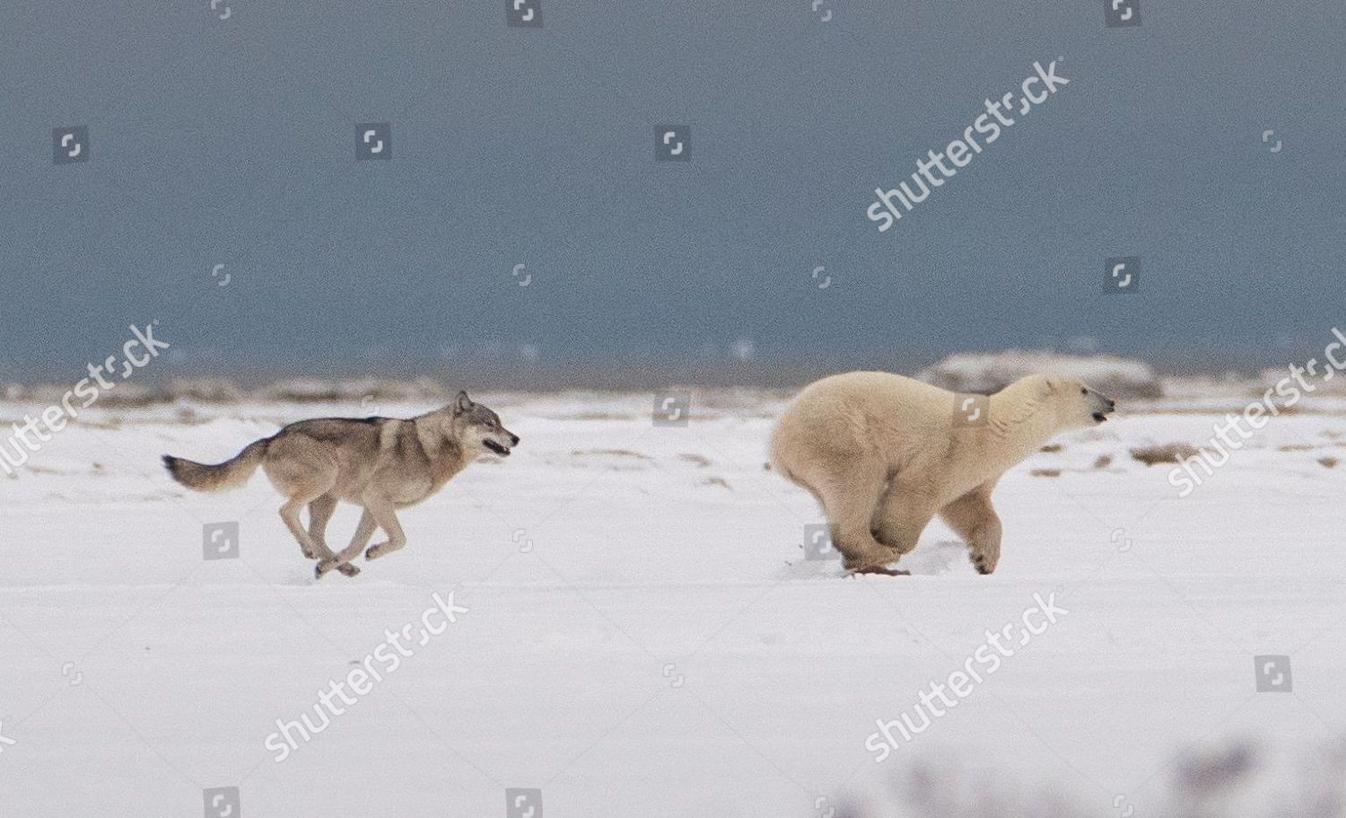 wolf-and-a-polar-bear-hudson-bay-canada-shutterstock-editorial-9984071m.jpg