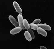 180px-Halobacteria.jpg