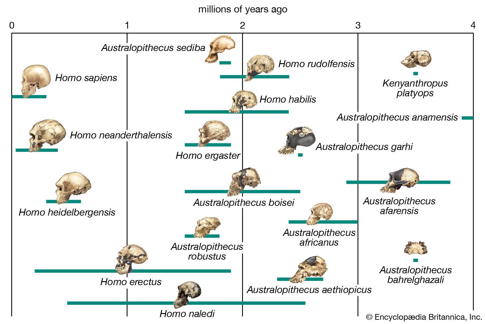 scheme-evolution-human-lineage-hominin-species-bars.jpg