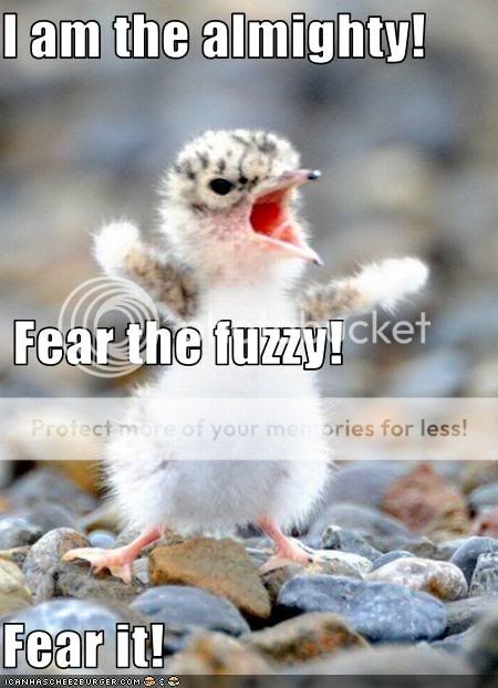 funny-pictures-tiny-bird-is-fierce.jpg
