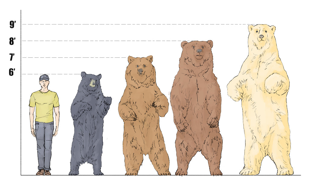 bear-size-comparison_1c2ff0ca-3ab9-4dc0-9e8e-a7b7c0cd58c7.jpg
