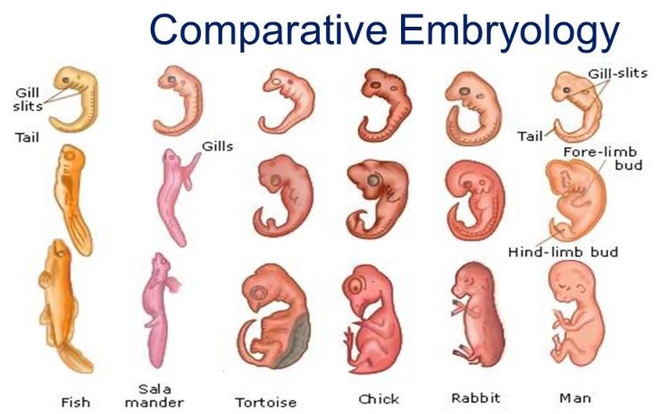 Comparative-Embryology.jpg