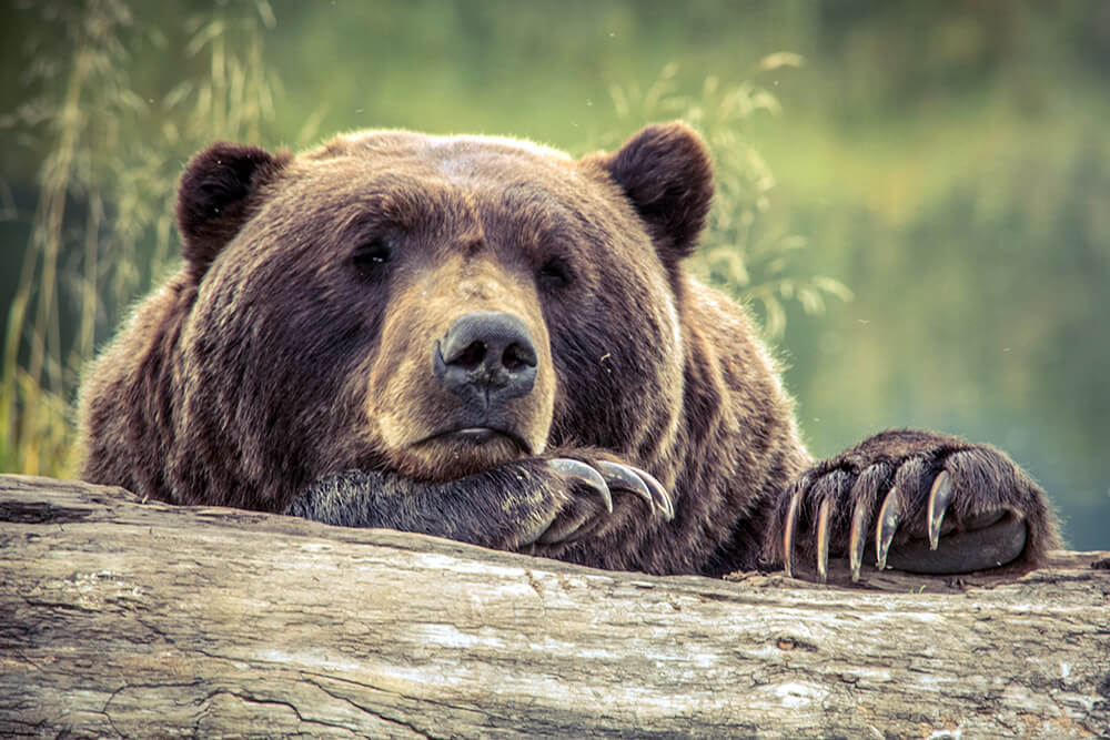 bored-grizzly-bear.jpg