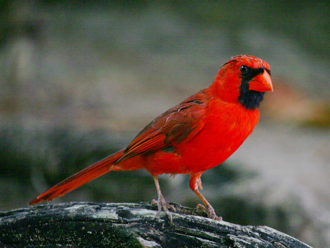 cardinal,%20northern%2006-01-2009%20Kauai.jpg