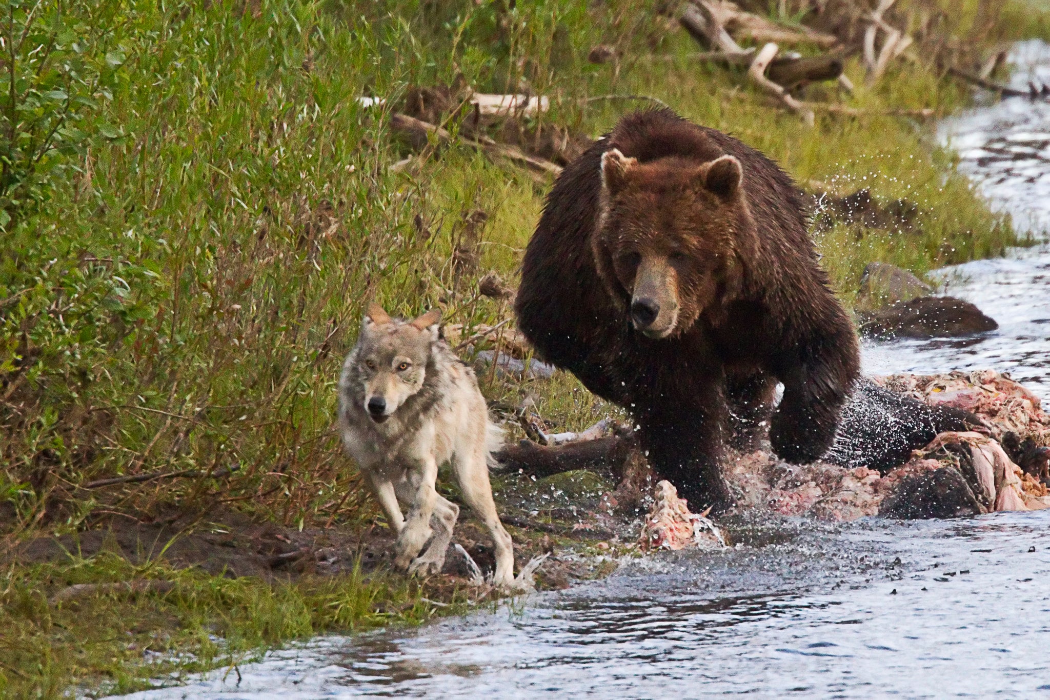 grizzly_bear_and_gray_wolf-5521_2048x.jpg