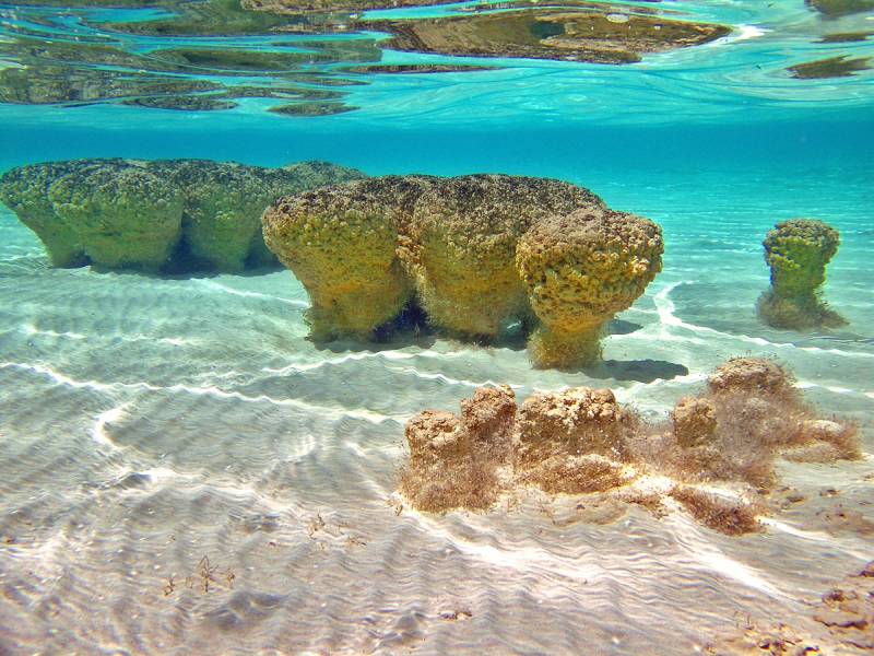Stromatolites_underwater_md.jpg