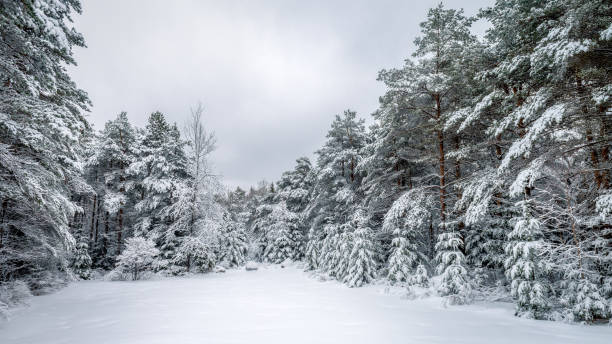 snow-and-trees-on-a-cold-winter-morning-in-lake-placid-the-adirondacks.jpg