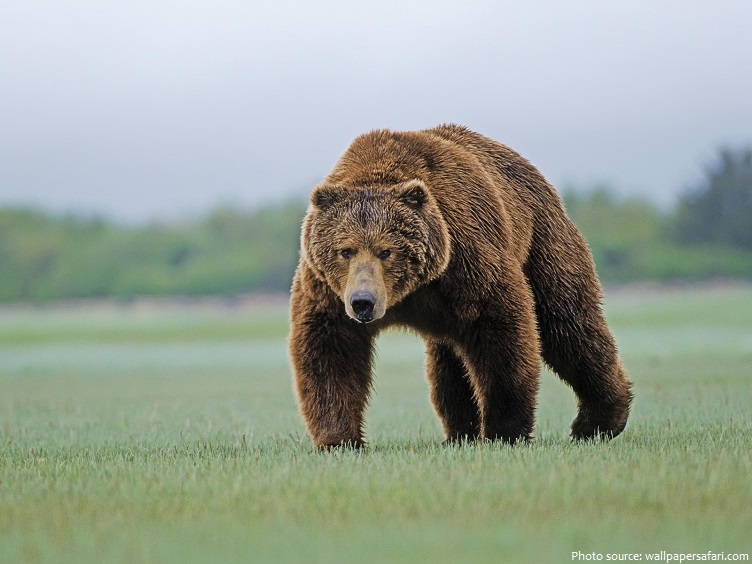 kodiak-bear.jpg