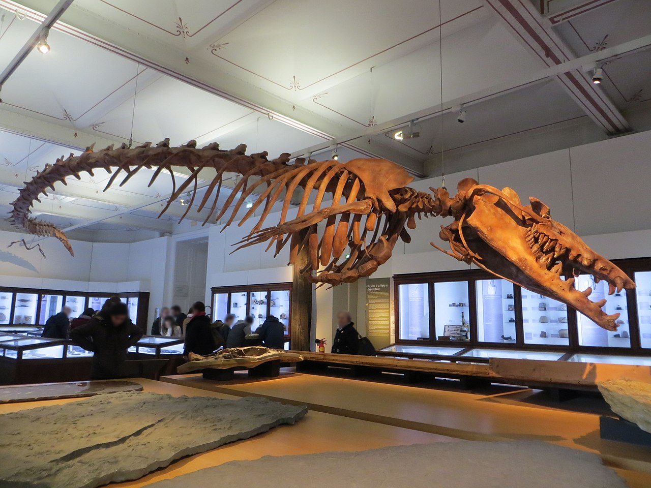 1280px-Basilosaurus_isis_fossil%2C_Nantes_History_Museum_03.jpg
