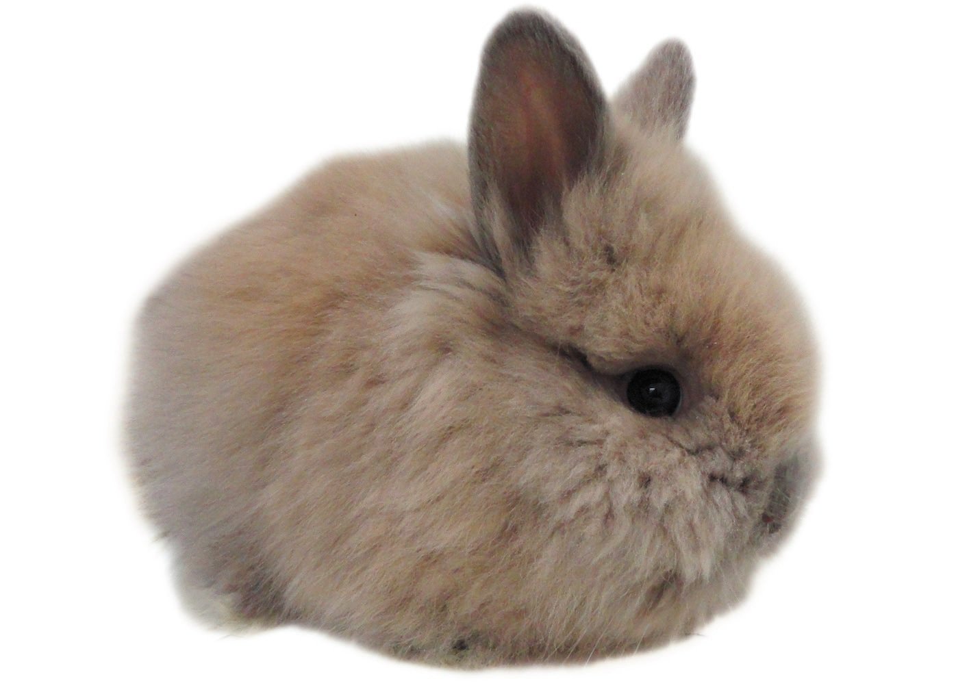 rabbit-9