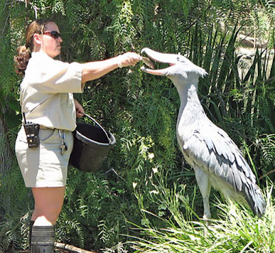 if_you_ever_doubted_the_existence_of_dinosaurs_then_youve_never_seen_the_shoebill_stork_640_05.jpg