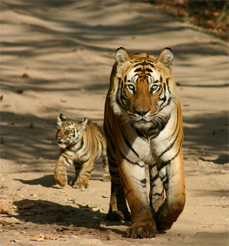 bengal-tigress-with-cub-pilibhit-tiger-reserve.jpg
