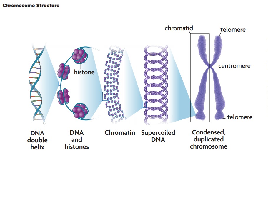 chromosome%2Bstructure.bmp
