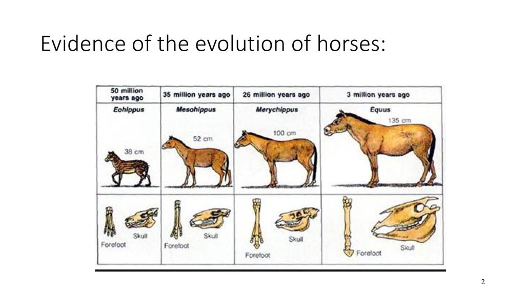 Evidence+of+the+evolution+of+horses%3A.jpg