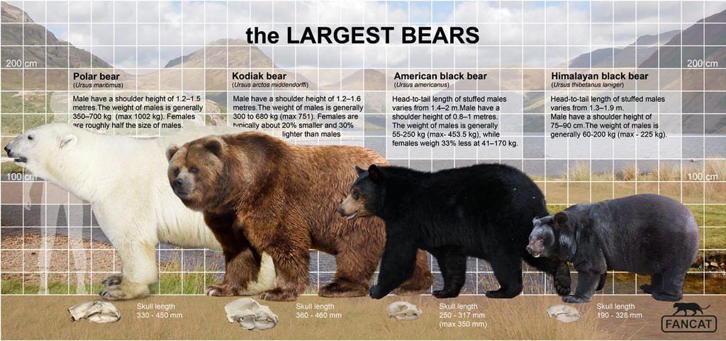 large-bears-5646052.jpeg