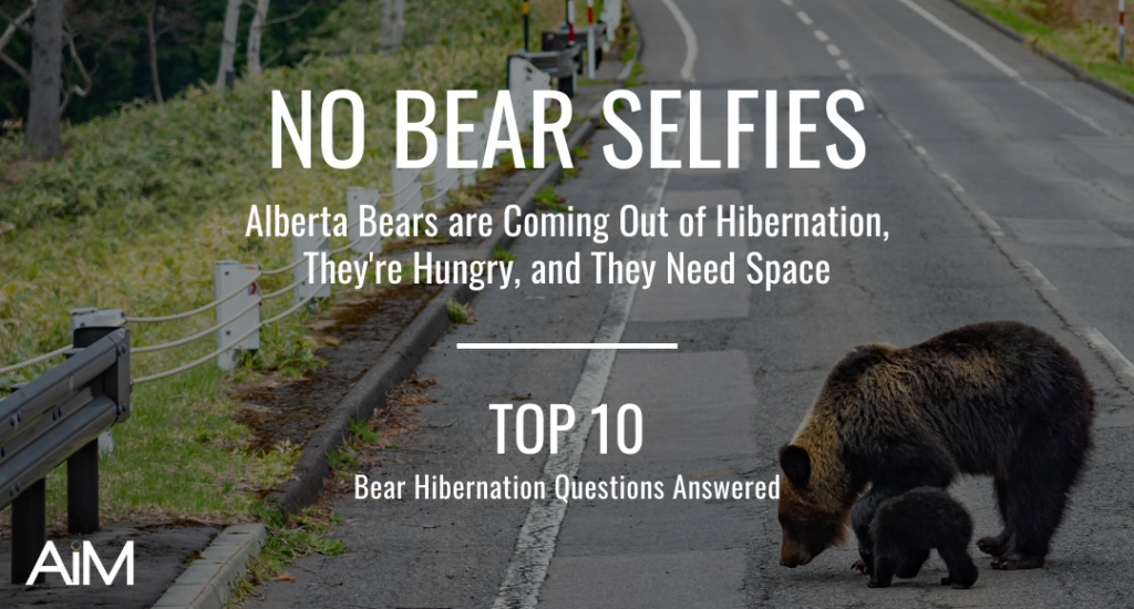 No-Bear-Selfies.-Top-10-Questions-Answered-1-1024x550.png