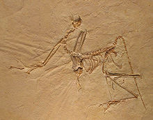 220px-Archaeopteryx_bavarica_Detail.jpg