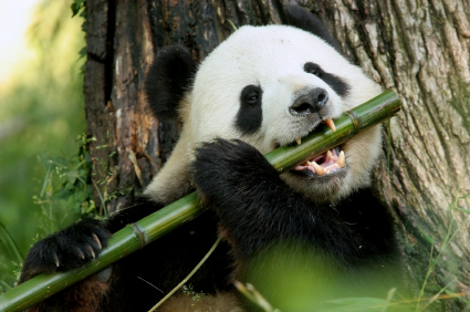 pictures-of-pandas-eating-bamboo.jpg