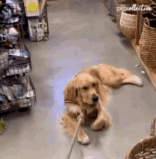 dragging-the-pet-collective.gif