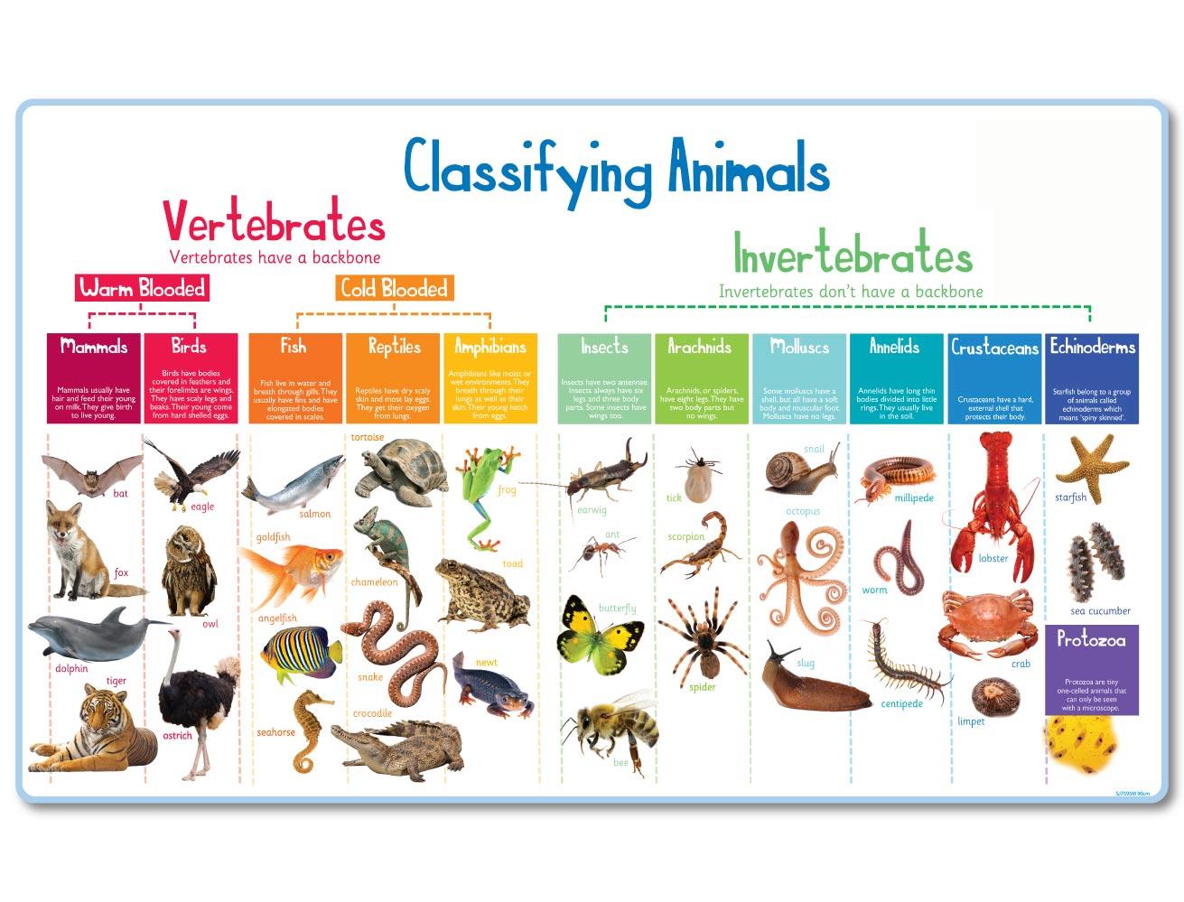 sj7595m-classifying-animals-90cm-amended.jpg