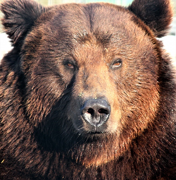 grizzly-bear-portrait-1511961987XRY.jpg
