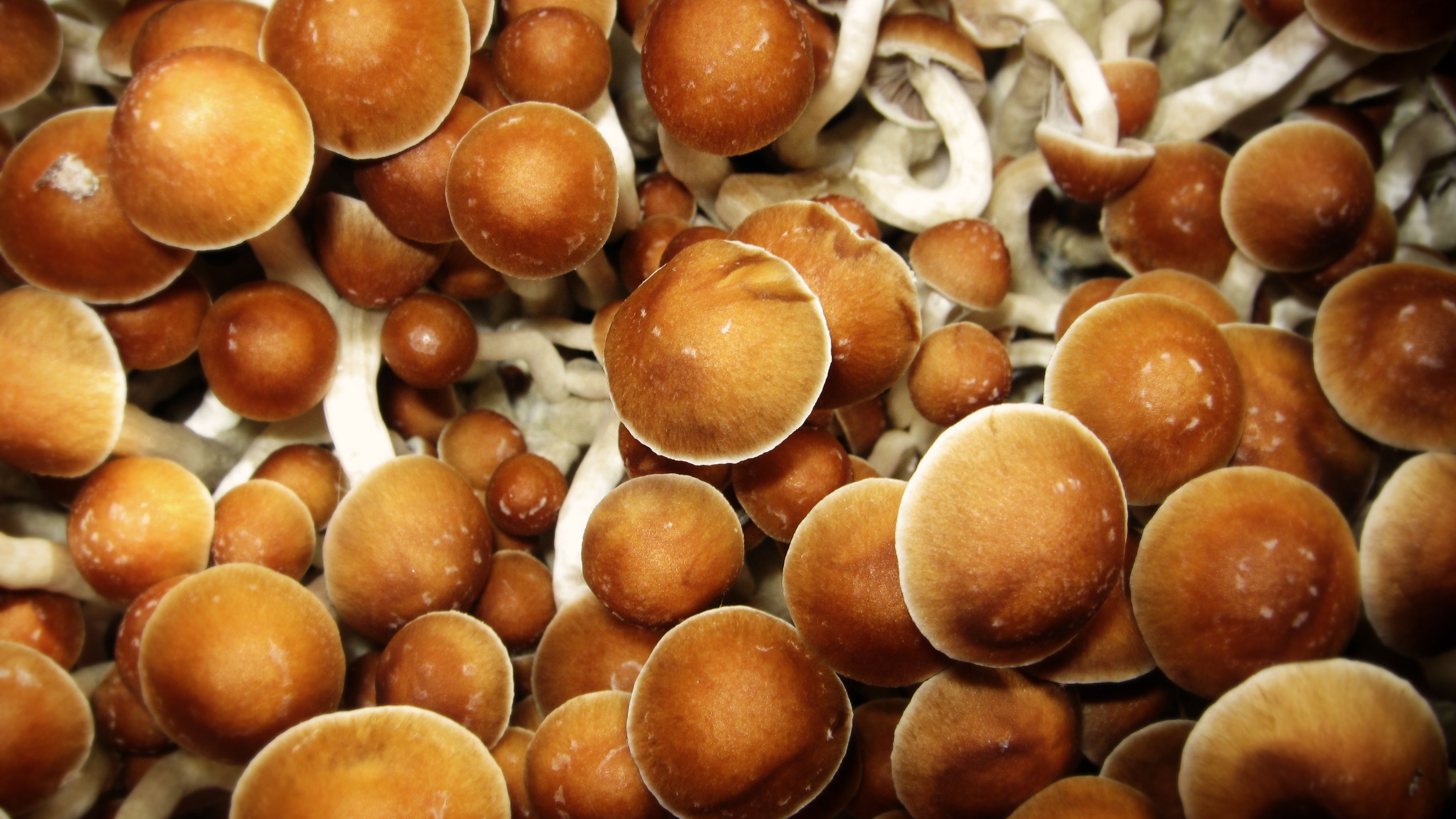 psilocybe-cubensis--magic-mushrooms--522569351-5b2574908e1b6e003622b9e7.jpg