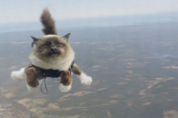 Skydiving+cat.jpg