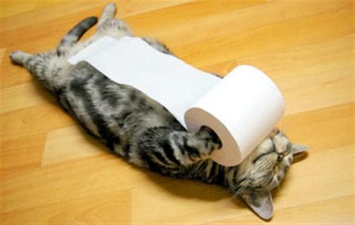 my-toilet-paper-cat-cats-kitten-kitty-pic-picture-funny-lolcat-cute-fun-lovely-photo-images.jpg