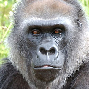 great-apes.jpg