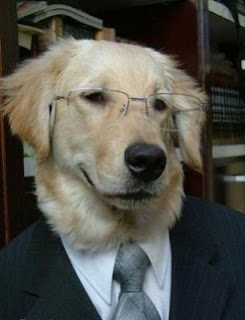 business-dog-funny.jpg