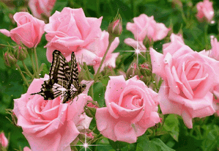 butterflies-flowers-roses-beautiful-nature-animated-gif-clr.gif