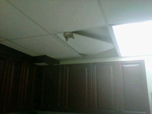 ceiling-cat-is-watching-you-cat-cats-kitten-kitty-pic-picture-funny-lolcat-cute-fun-lovely-photo-images.jpg