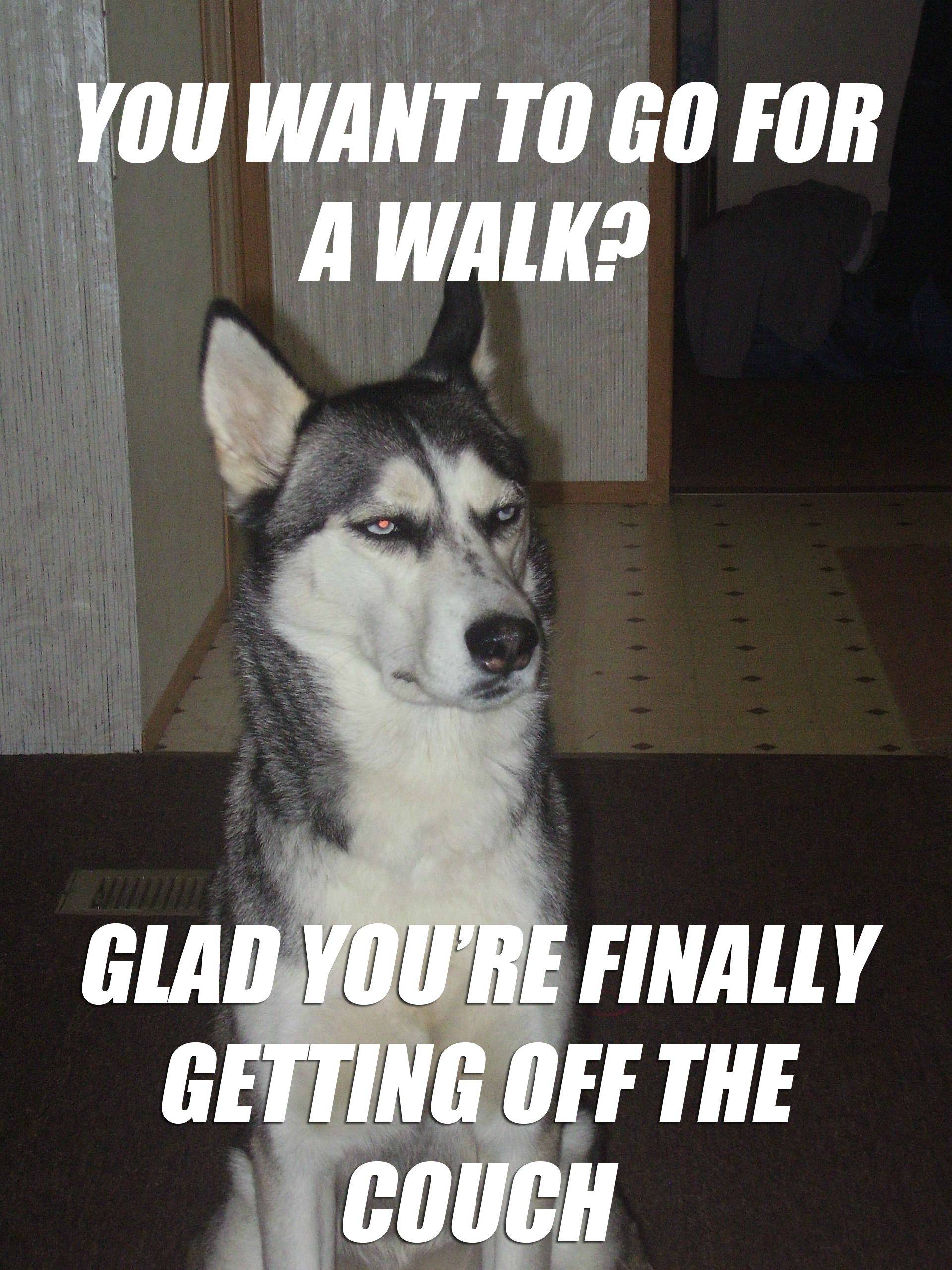 Sarcastic-Dog-Meme-On-Going-For-A-Walk.jpg