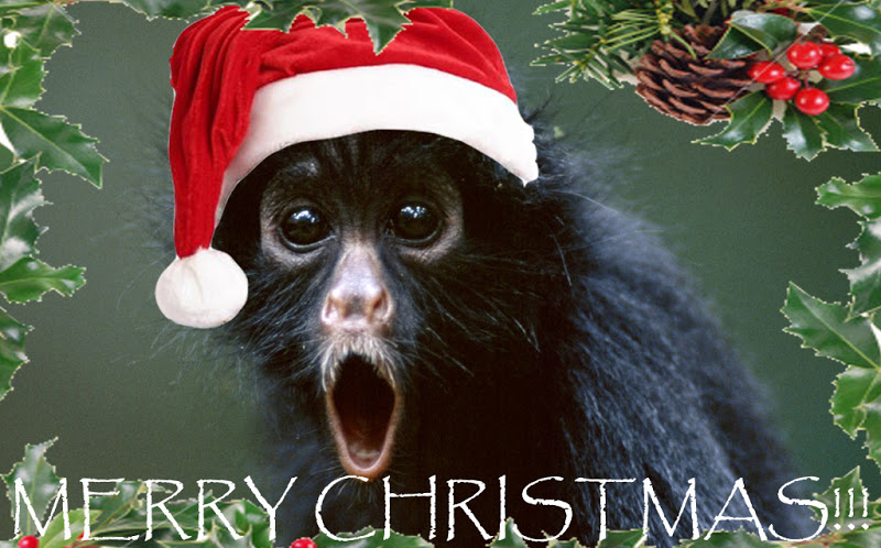 Christmas+monkey.jpg